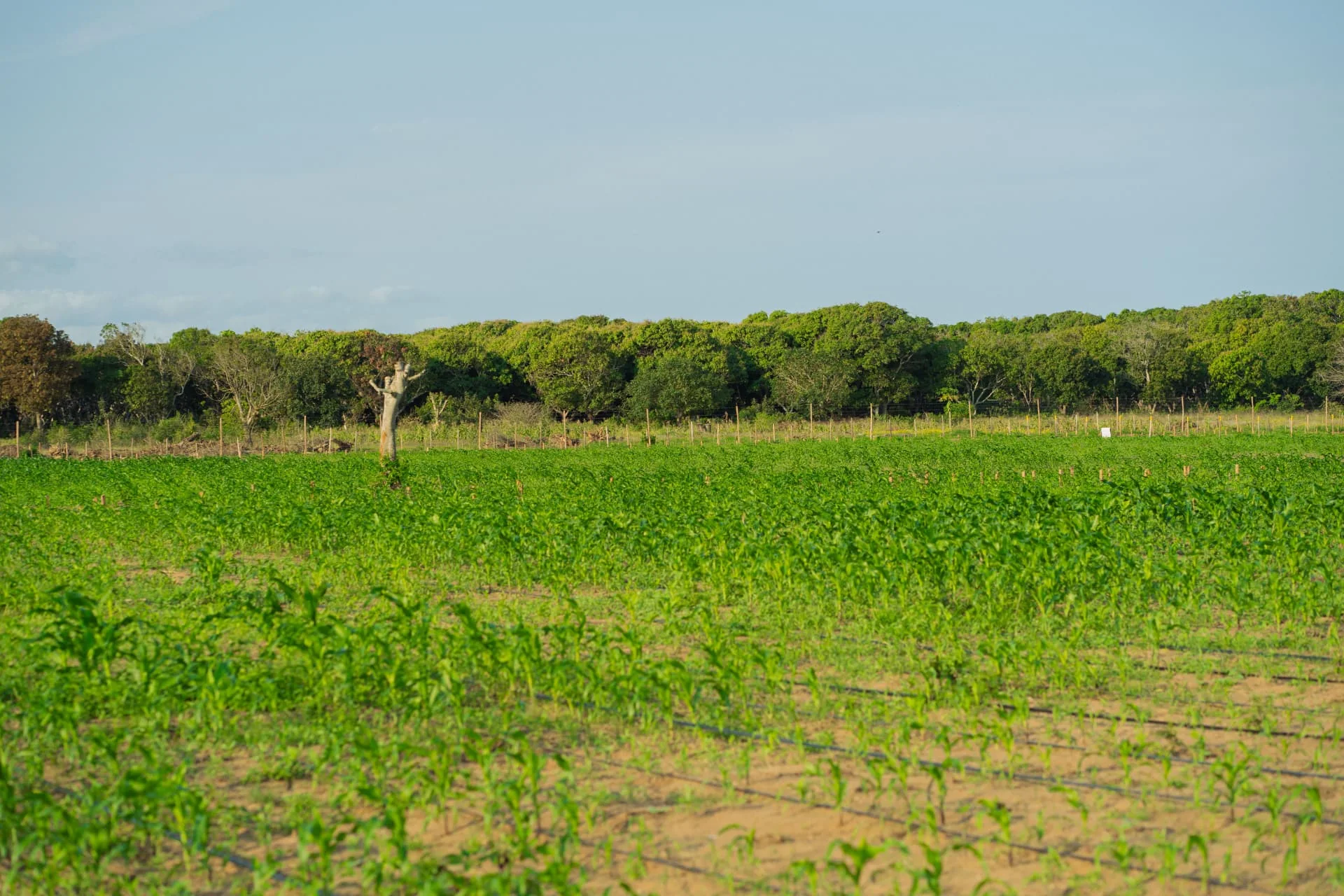 Campo de hortícolas em produção ao amanhecer, com linhas de rega ao longo da plantação