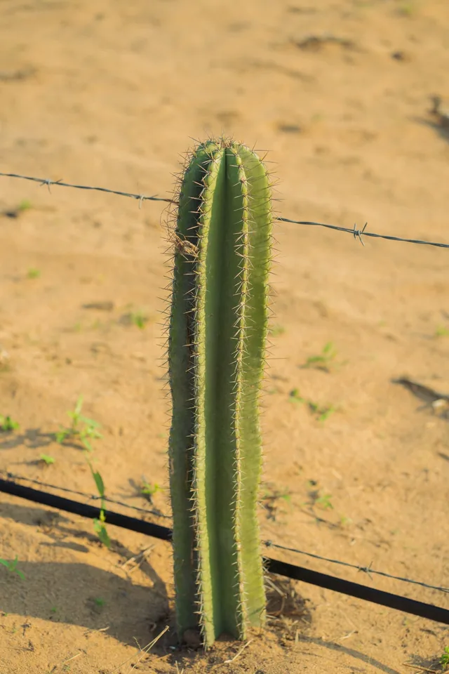 Cacto alto em solo arenoso da propriedade, junto à linha de rega e à vedação do campo