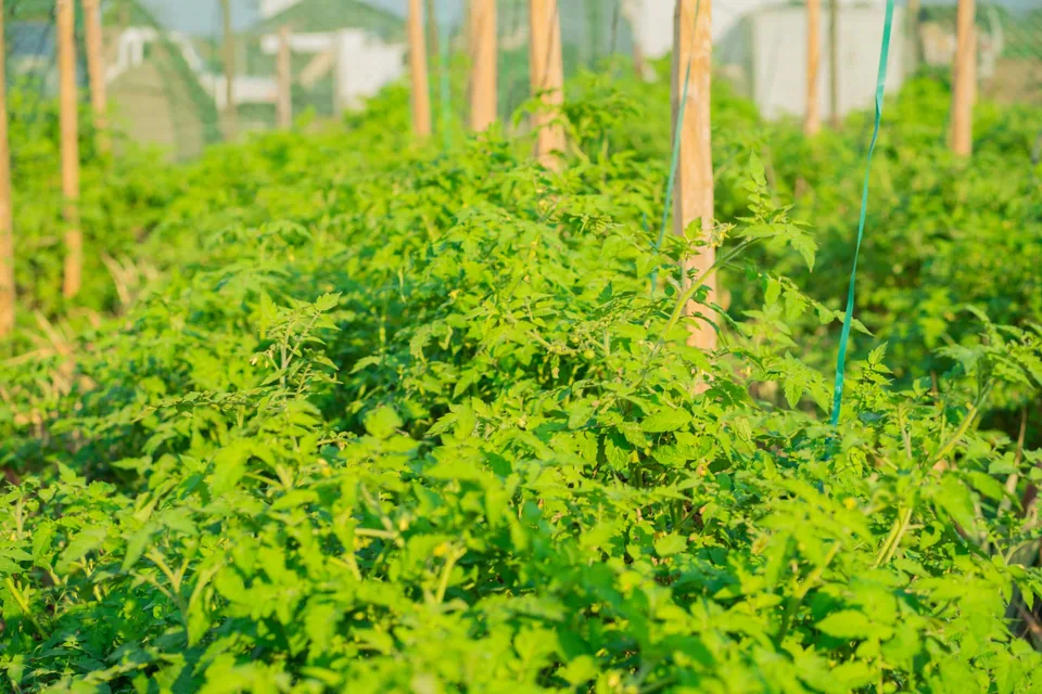 Campo de tomate em produção sob rede de protecção, com estacas e linhas de cultivo