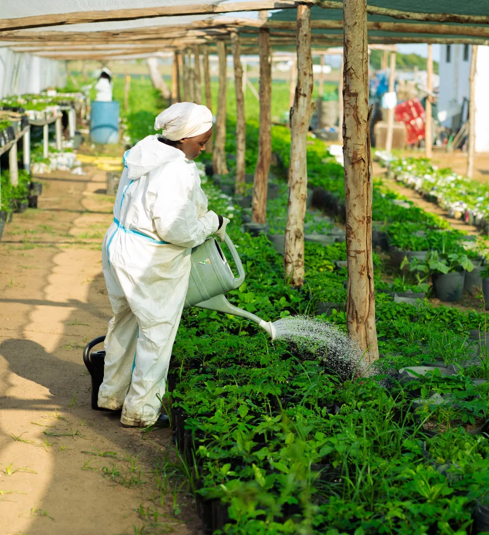 Profissional agrícola a regar plantas num viveiro hortícola em Moçambique