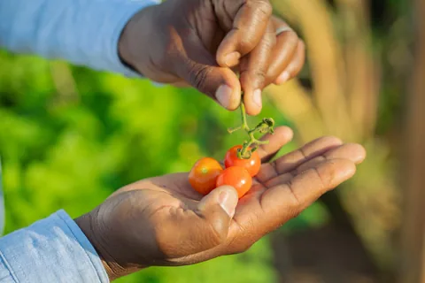 Mãos a colher tomates recém-apanhados na plantação