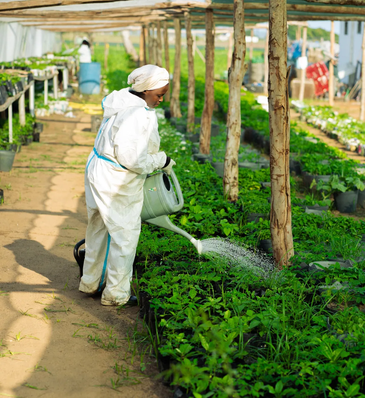 Trabalhadora agrícola a regar rebentos jovens no viveiro