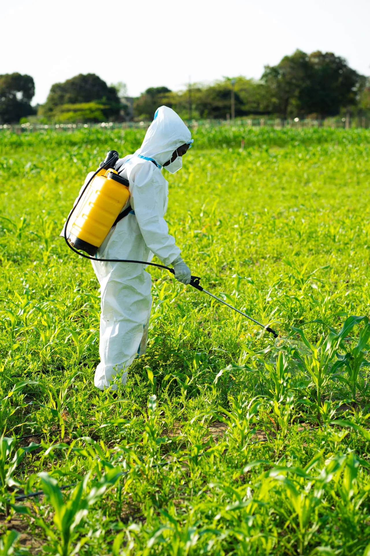 Trabalhador agrícola em equipamento de protecção a aplicar tratamento nas culturas da plantação